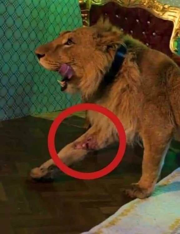 Verificări privind cruzimi împotriva animalelor făcute de IPJ Argeş după apariţia noului clip al lui Dani Mocanu