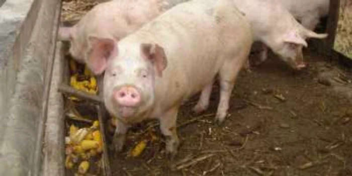 Vânzătorii de pe internet garantează că porcii sunt crescuţi cu cereale din producţia proprie