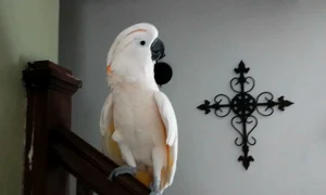 preparing max for the vet   youtube jpeg