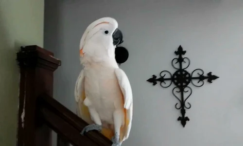 preparing max for the vet   youtube jpeg