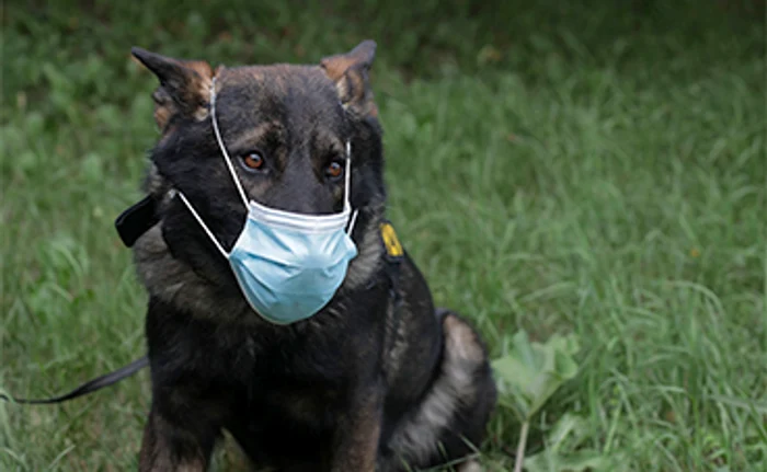 Degeaba acoperiţi gura dacă nu acoperiţi şi nasul