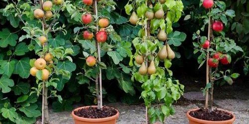 pomi fructiferi columnari