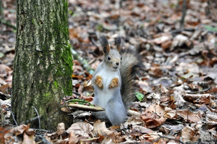 Veveriţa şi-a adunat nuci şi seminţele pentru ospăţ (foto: Photoland/Caters)