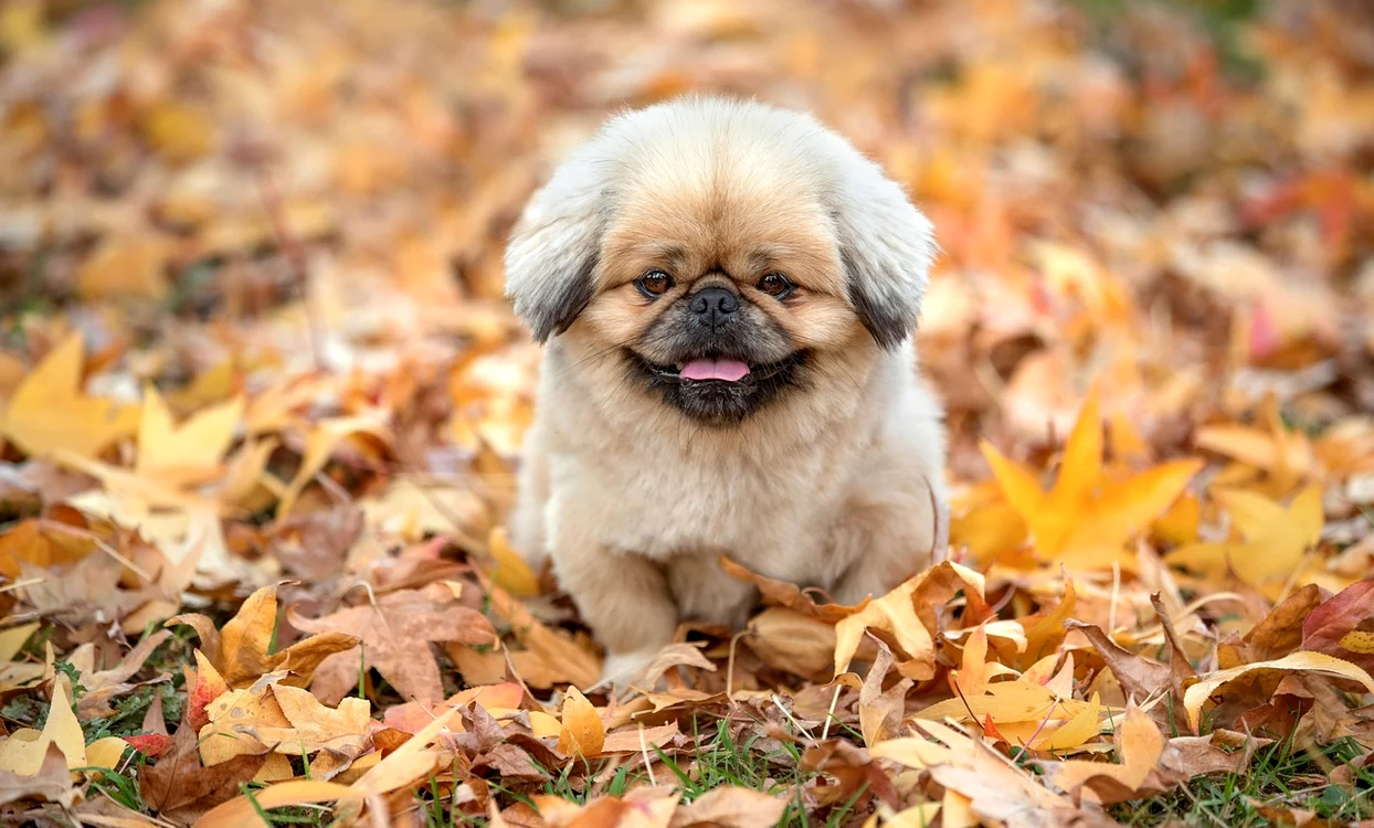 Azi va fi cald / foto: Pixabay 