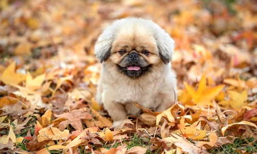 doggy 8683291 1280 jpg