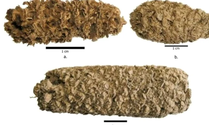 Acum 6 700 de ani, peruanii se răsfăţau cu floricele jpeg