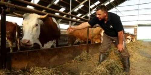 Crescătorii de vaci se confruntă cu probleme dintre cele mai grele pe piaţa laptelui