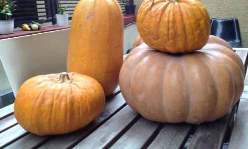 480406 374591292622565 1454421113 n jpeg