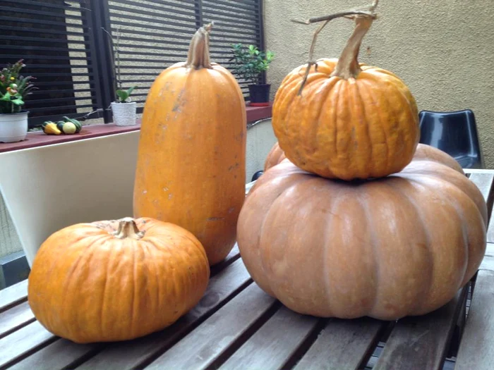 480406 374591292622565 1454421113 n jpeg