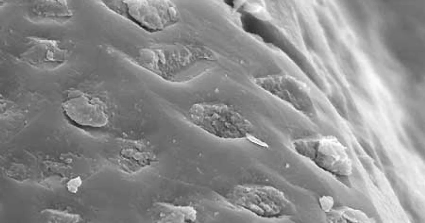 NASA a găsit urme ale existenţei vieţii bacteriene pe Marte