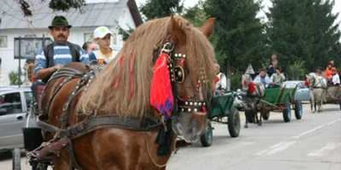 Târgu-Jiu: Parada celor mai frumoşi cai din Turcineşti