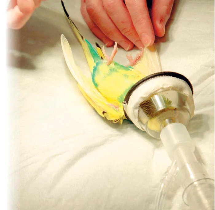 
    Peruşul Birdie, de 8 ani, îşi găsise ascunzătoarea perfectă în tubul aspiratorului, pentru a-şi depune ouăle ( Fotografii: Photoland/Caters)  