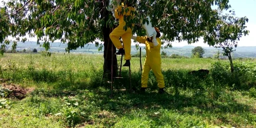 roi de albine intr-un cires FOTO IJJ Mehedinti 