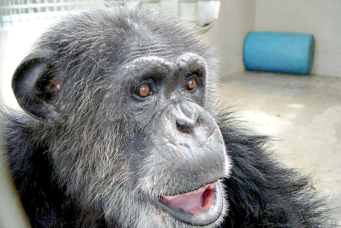 Maimuţa a vrut s-o ucidă în 2009