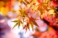 maple 2135514 1280 jpg