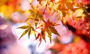 maple 2135514 1280 jpg