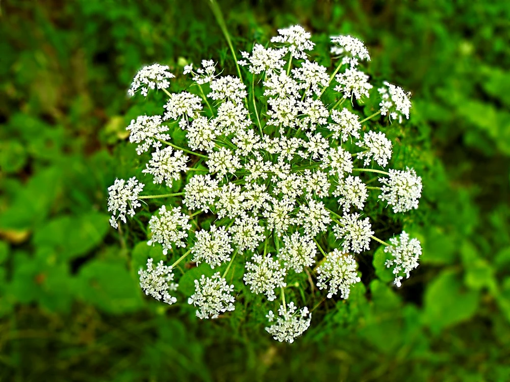 Cucuta este adesea confundată de către români / Foto: Pixabay