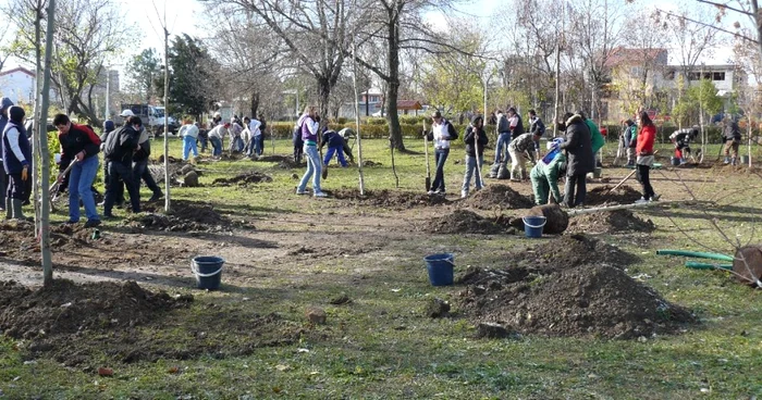 Elevii de generală vor avea proprii pomi fructiferi