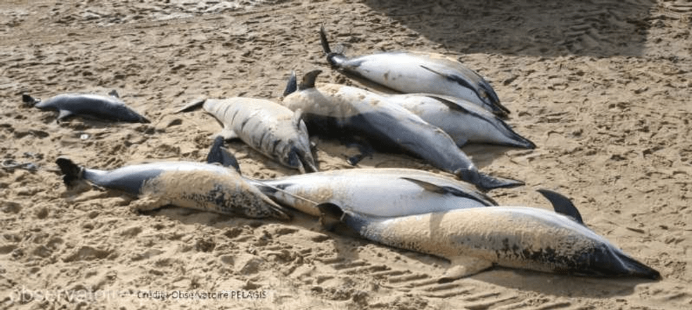 Peste 900 de delfini au eşuat pe pe plajele litoralului atlantic francez în ultimele trei luni