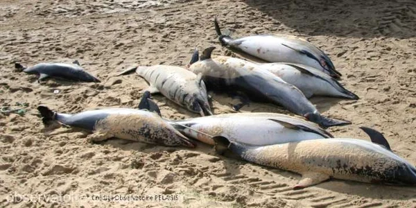 delfini esuati FOTO observatoruli oceanografic Pelagis jpg