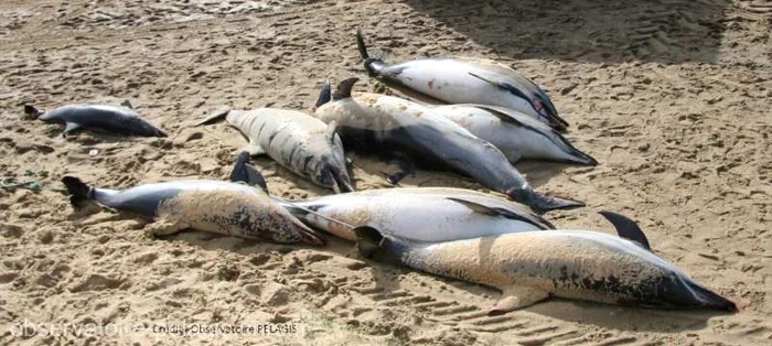 Delfini esuati FOTO Observatorul oceanografic Pelagis