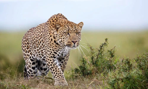 1 77577 original jpg jpeg