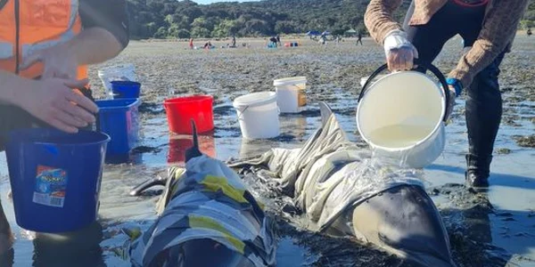 voluntari incercand sa salveze delfini in Noua Zeelandă foto facebook Project Jonah
