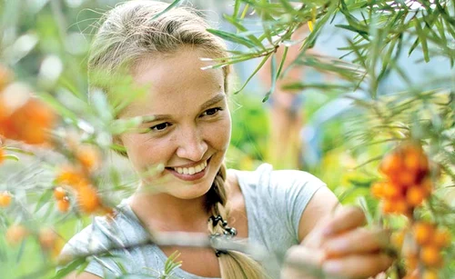 Cătina este o reală sursă de vitamine și de minerale
