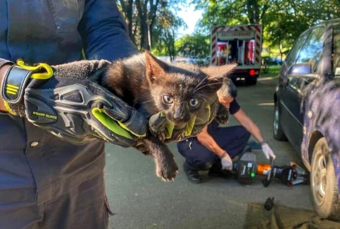 Puiul de pisică a fost salvat de pompieri FOTO ISU Bacău