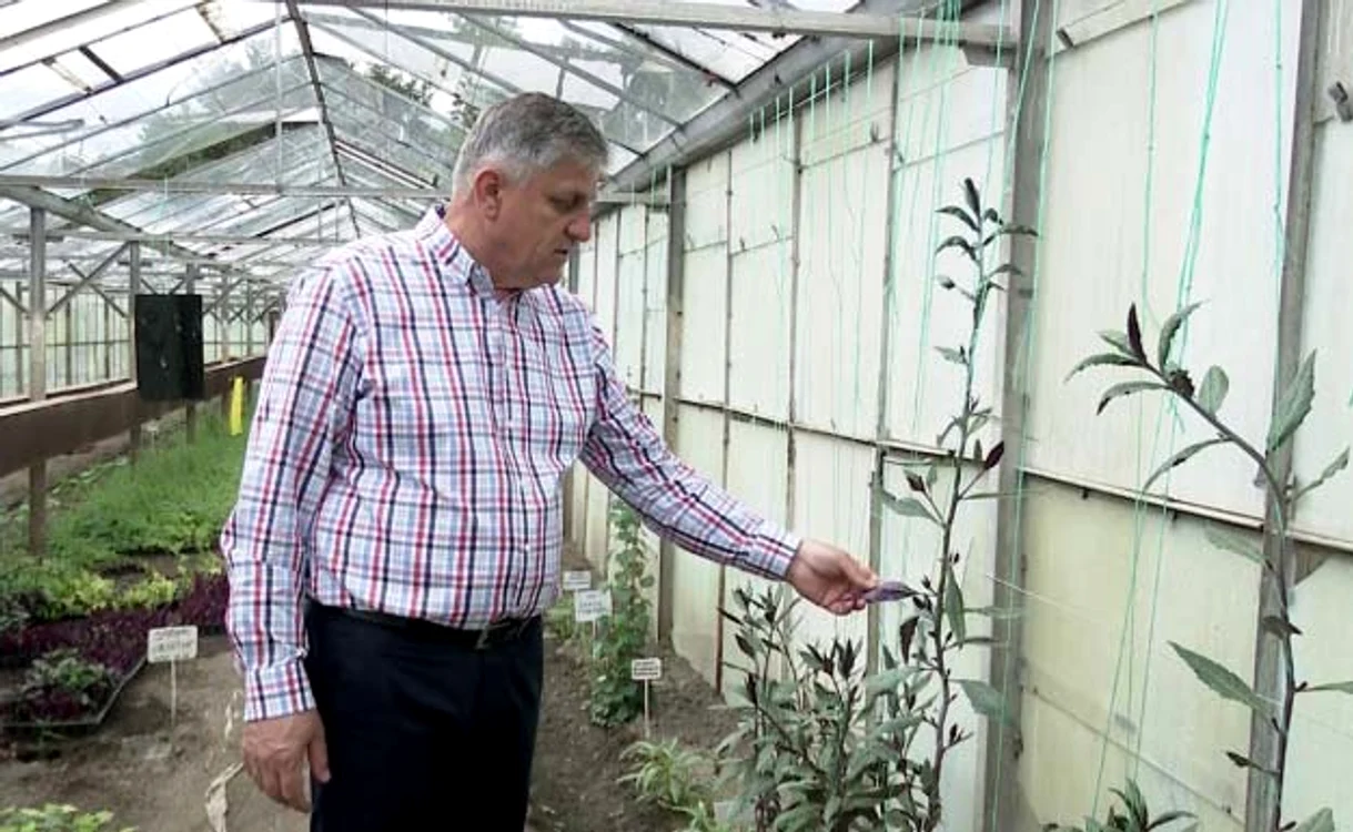 
    Cercetătorul Costel  Vânătoru laudă calitățile  spanacului de Okinawa  