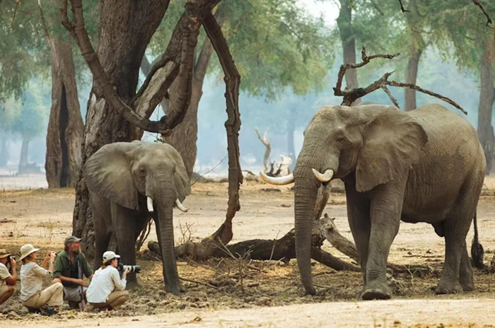 Imagine cu un grup de turiști care fotografiază elefanții din Zimbabwe în safari Foto TimbuktuTravel