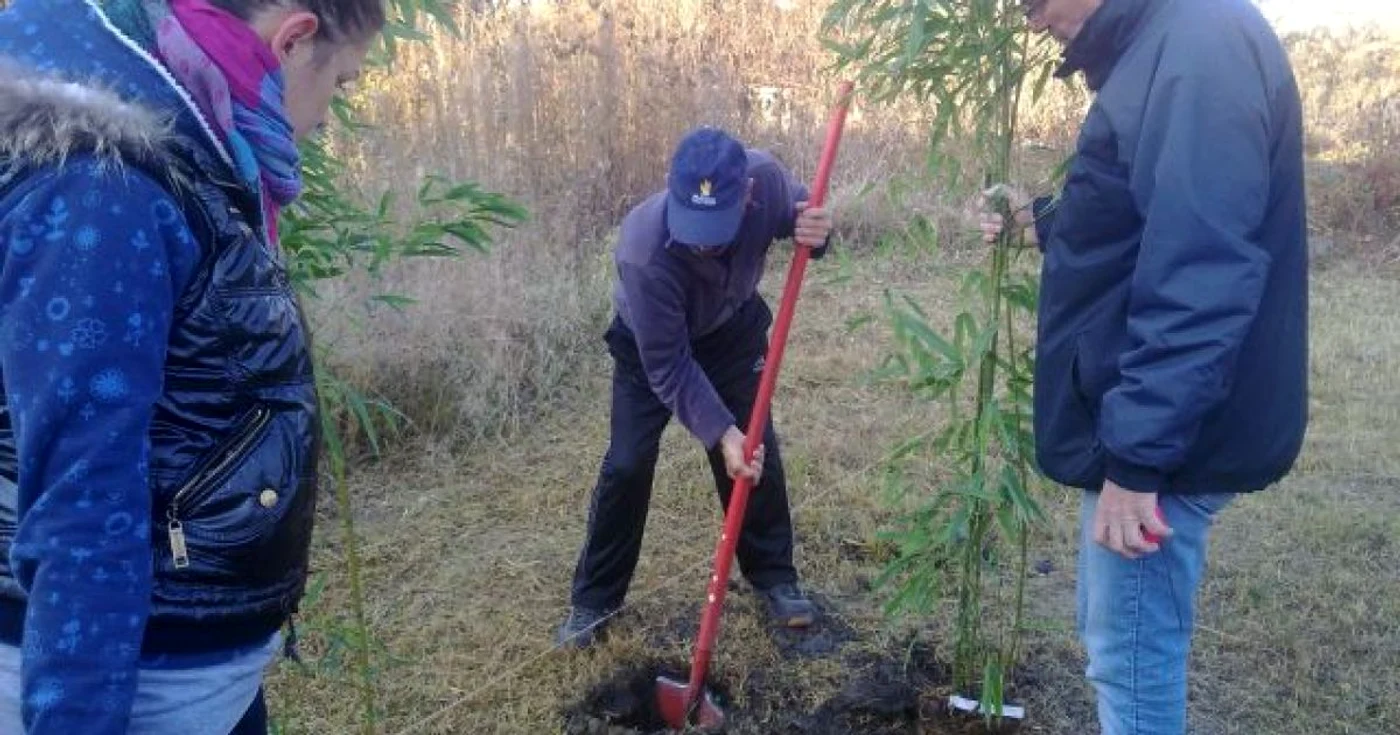 Puieţii au fost planţati pe un teren din apropierea primăriei pentru a putea fi atent supravegheat pe perioada iernii