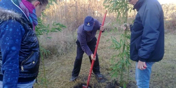 Puieţii au fost planţati pe un teren din apropierea primăriei pentru a putea fi atent supravegheat pe perioada iernii