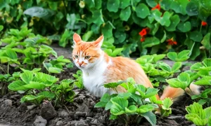 pisica, foto shutterstock jpg