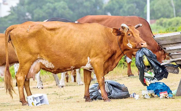 
    Ce avem noi aici: un sac cu surprize!Foto: Profimedia  