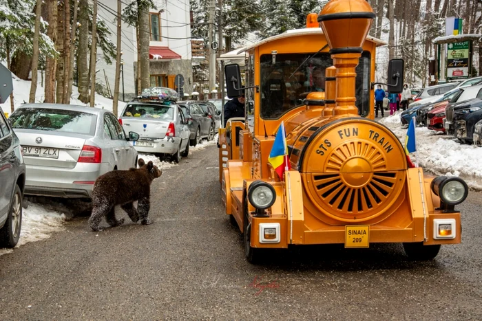 Un urs printre turistii din Sinaia