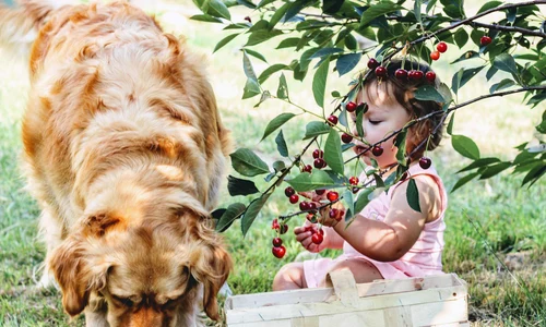 cherries ge681e00cc 1920 jpg