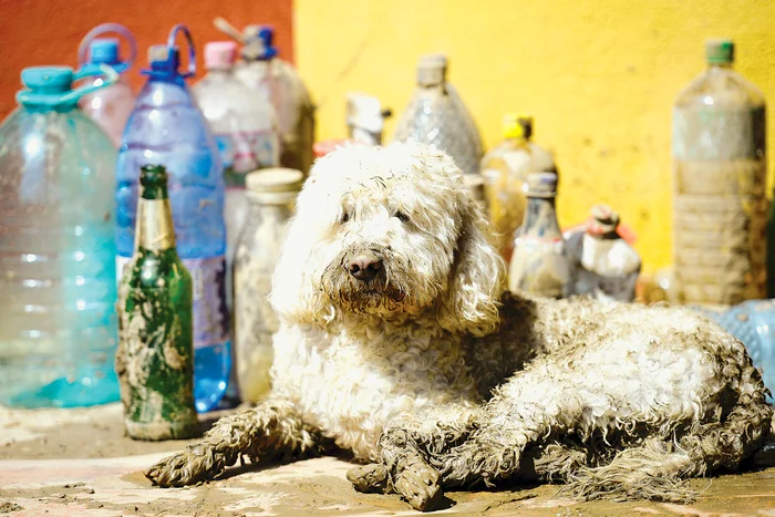 
    Lăţosul ăsta a scăpat de la înec şi aşteaptă de mâncareFoto: Mediafax  