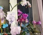 Orhidee în ghiveci surprinsă cu Xiaomi Redmi Note 14Pro 5G Foto Daciana Stoica pentru Adevărul