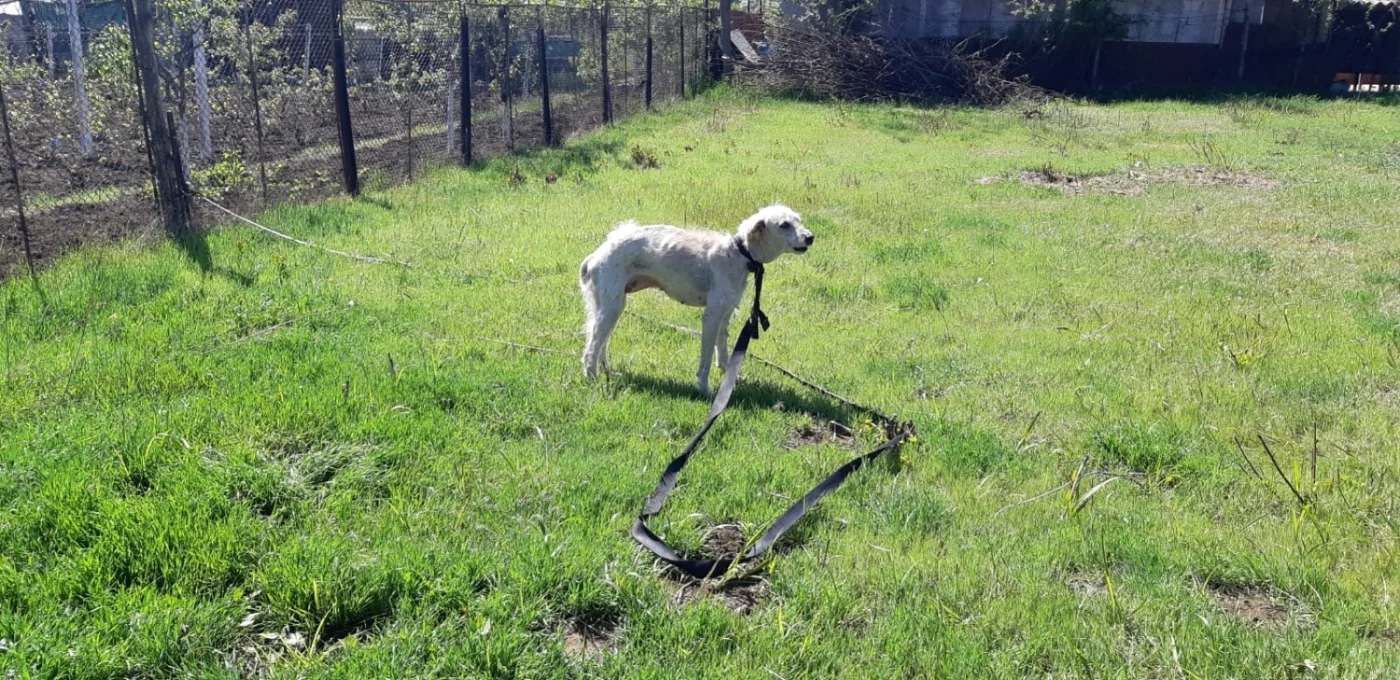 Sursa: Poliţia Animalelor Galaţi