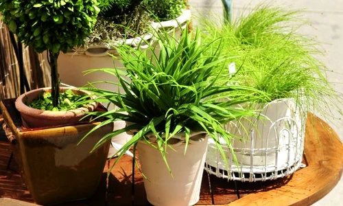 plante jpeg