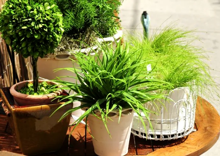 
    Ficusul Benjamina poate fi considerată planta de apartament numărul 1 în ceea ce prveşte purificare aerului dintr-o încăpere. www.clicksanatate.ro  