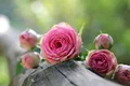 rose 1687884 640 jpeg