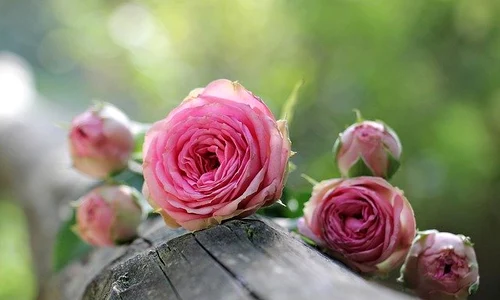 rose 1687884 640 jpeg