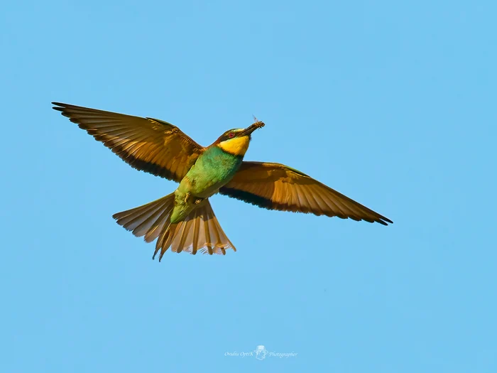 Prigorie surprinsă în zbor FOTO Ovidiu Optik - Nature Photographer