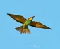 prigorie in zbor foto ovidiu optik nature photographer jpg