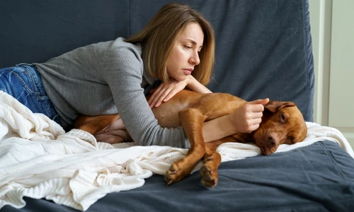 animal de companie  jpg