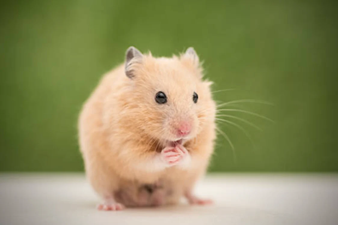 Ficatul hamsterilor este adaptat la consumul de alcool / foto: IStock