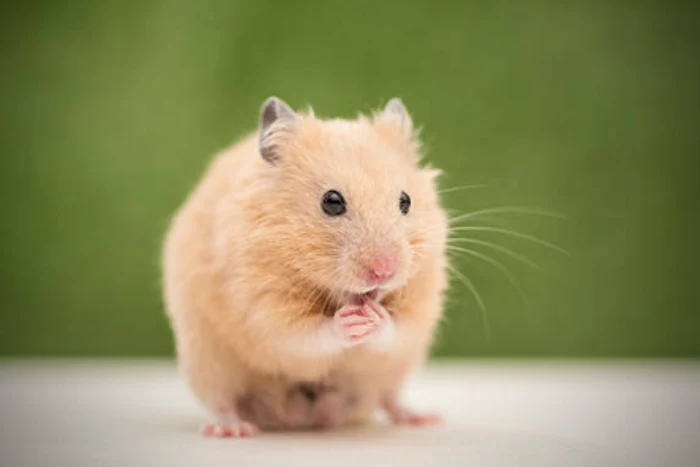 Ficatul hamsterilor este adaptat la consumul de alcool / foto: IStock