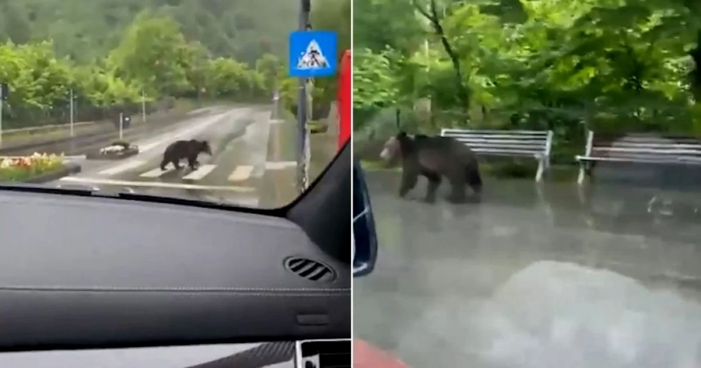 Şoferul susţine că a comis contravenţia pentru că a încercat să evite un urs FOTO Arhivă